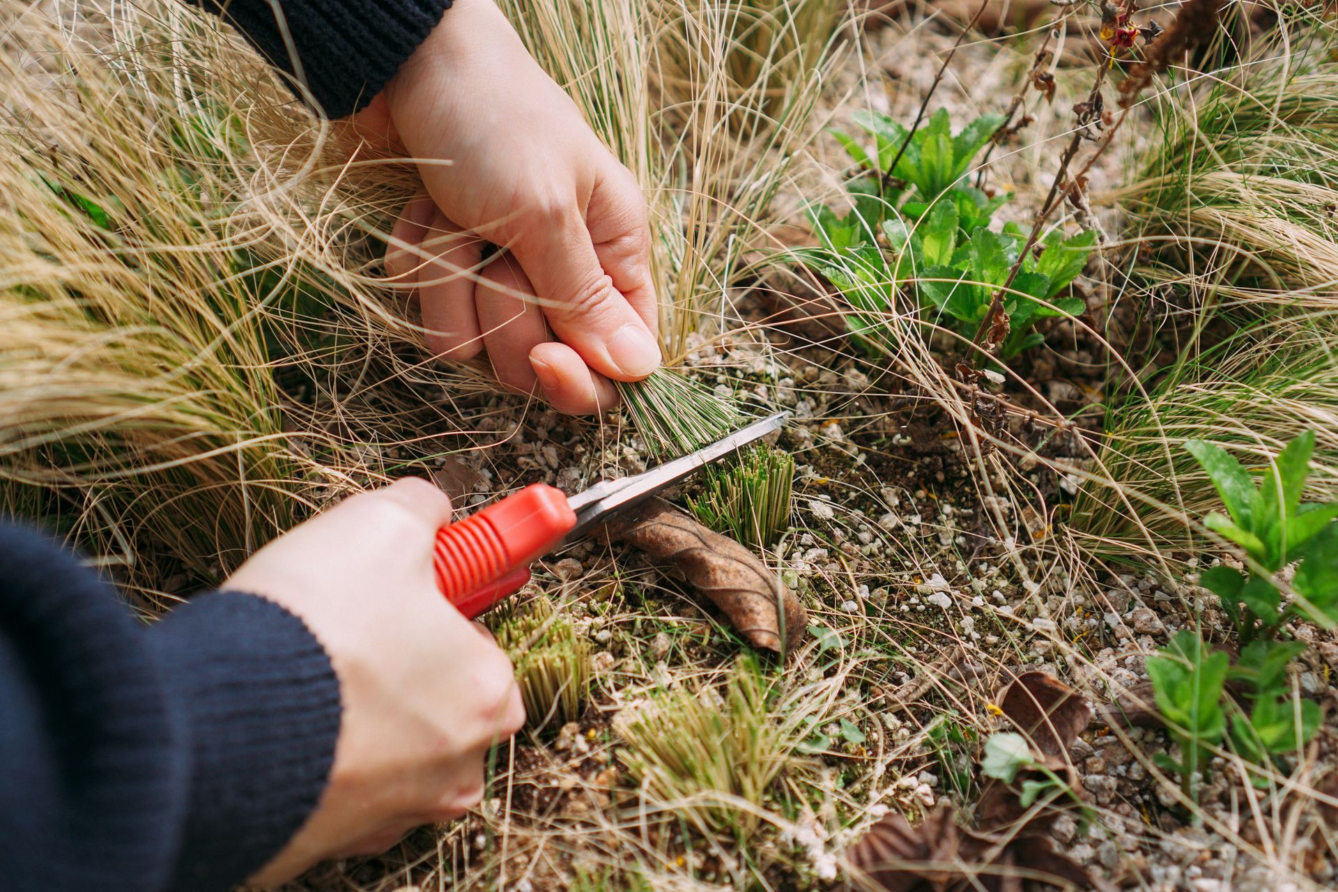 a person cutting grass with a pair of scissors